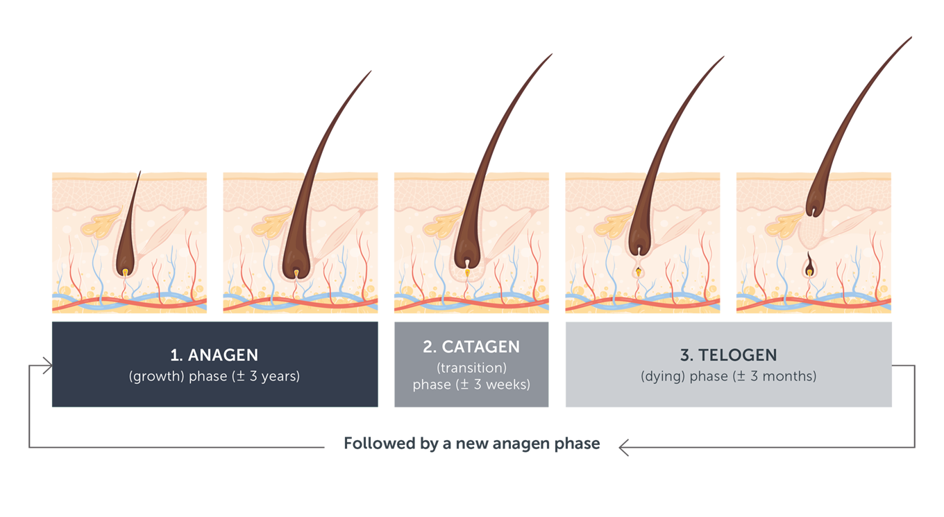 Anagen Phase of Hair Growth  Definition Process and Time Duration   Biology Reader