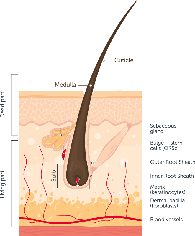 Hair care: Basics around hair structure & growth cycle | Revalid®